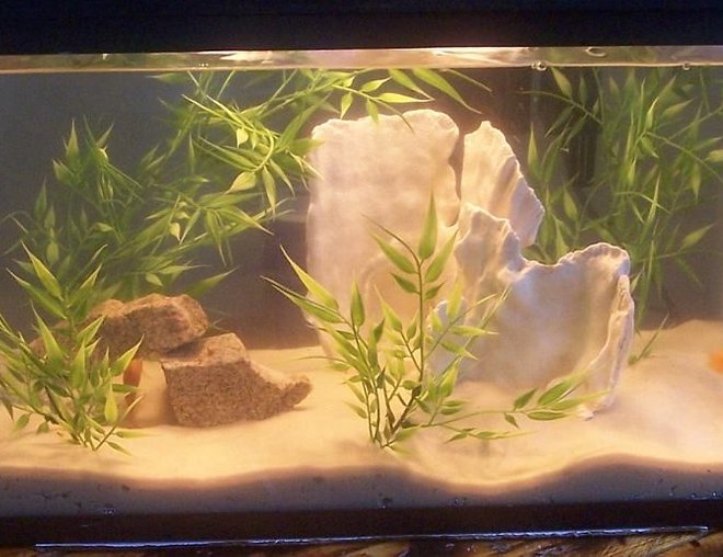10 gallons freshwater fish tank (mostly fish and non-living decorations) - 10 gallon baby african setup
