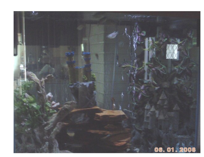 135 gallons freshwater fish tank (mostly fish and non-living decorations) - This is my second tank, 135 gallon freshwater tank with homemade under gravel filter and a HOT/B  filter for a little extra help. I am in the process of building a stand for a 75 gallon tank that I hope to transfer this equipment into. I am hoping to revamp this 135 gallon tank into a reef tank afterwards. My first tank was a 39 gallon freshwater tank about 4 years ago.