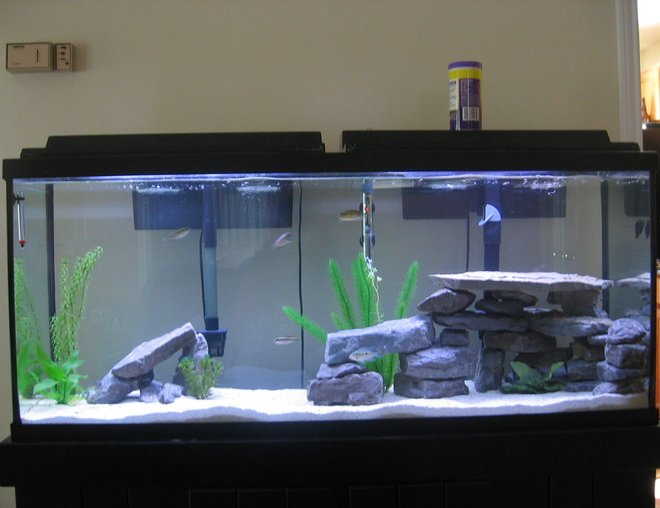 55 gallons freshwater fish tank (mostly fish and non-living decorations) - 55 Gallon African and American Freshwater