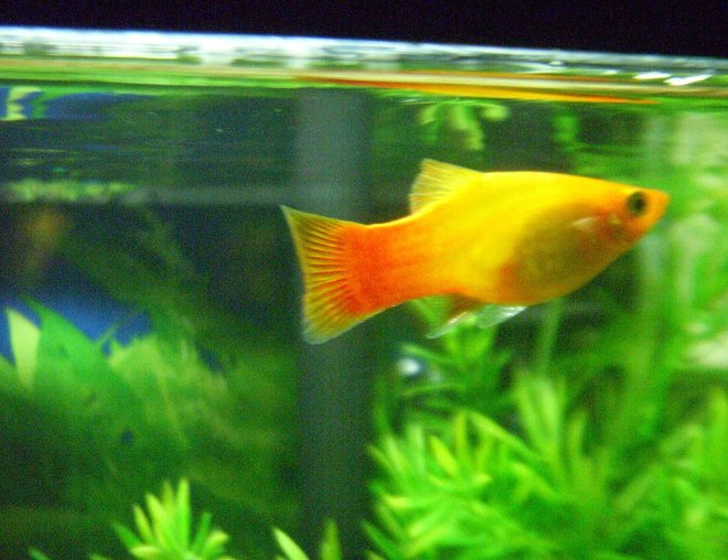 10 gallons freshwater fish tank (mostly fish and non-living decorations) - Sunset Platy