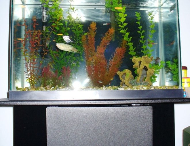 20 gallons freshwater fish tank (mostly fish and non-living decorations) - same 20 gallon, full shot with part of the stand