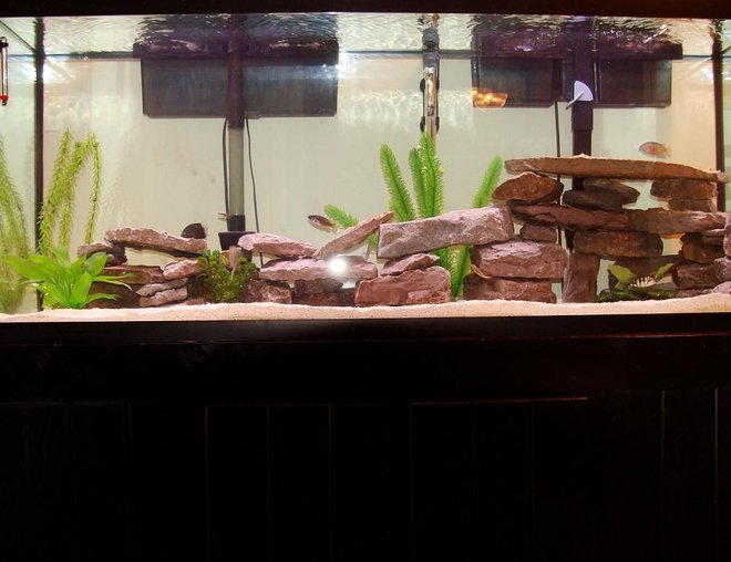 55 gallons freshwater fish tank (mostly fish and non-living decorations) - More Rockwork
