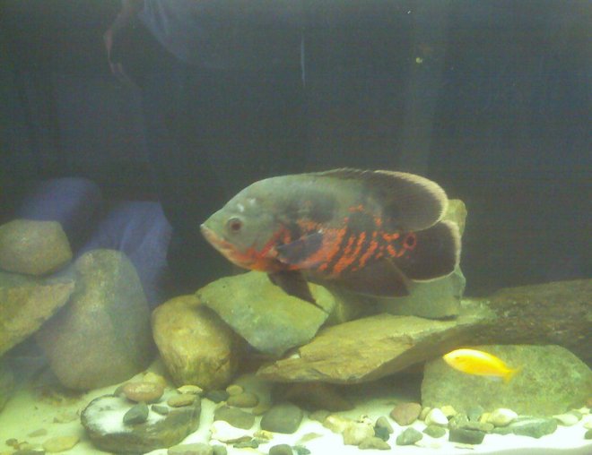 55 gallons freshwater fish tank (mostly fish and non-living decorations) - 55 Gal