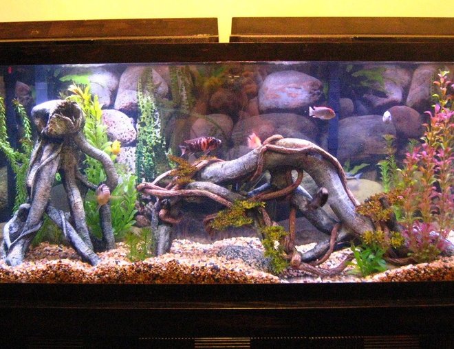 55 gallons freshwater fish tank (mostly fish and non-living decorations) - 55 gallon cichlid tank