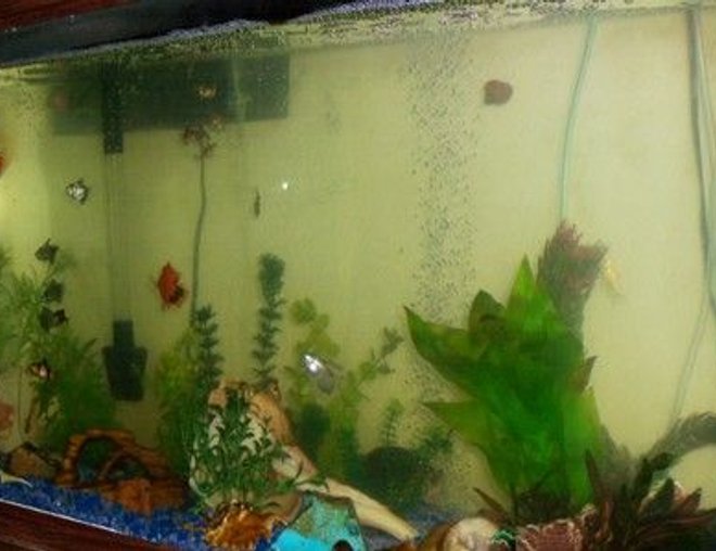 55 gallons freshwater fish tank (mostly fish and non-living decorations) - This is my 55 gallon tank, I am not finished with fake plants yet, but its comming along very nicely