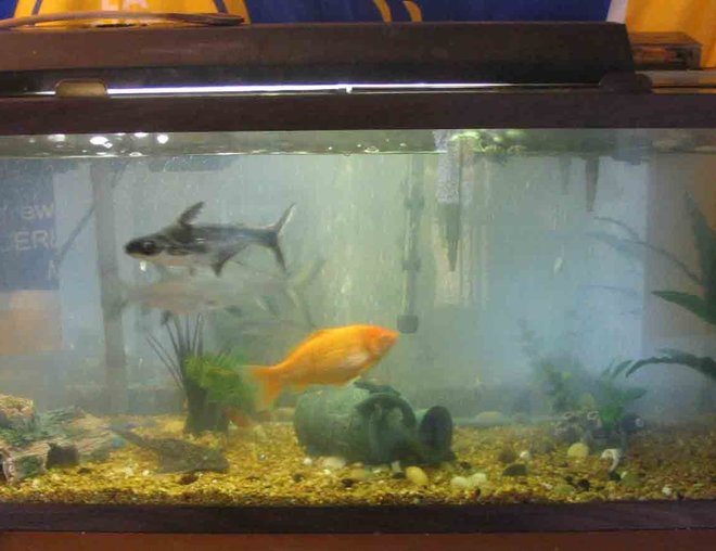 55 gallons freshwater fish tank (mostly fish and non-living decorations) - My tank 55