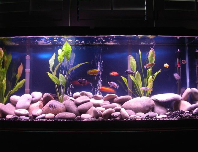 55 gallons freshwater fish tank (mostly fish and non-living decorations) - 55 gallon. two double whisper 60 gallon filters. riverstones. cichlid mix with black gravel and 3 sword plants.