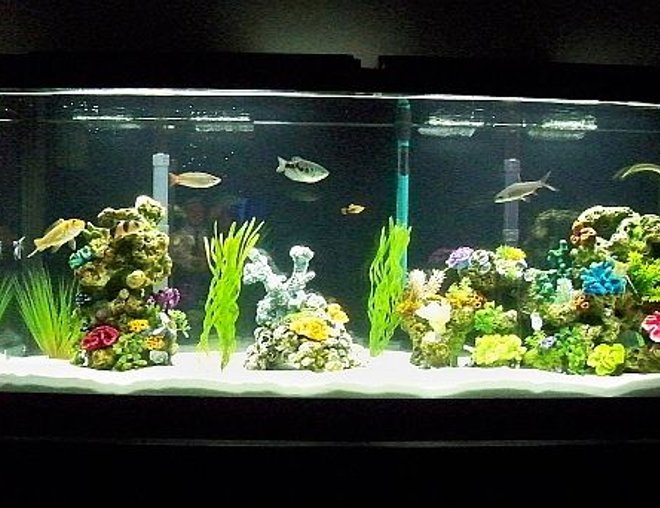 55 gallons freshwater fish tank (mostly fish and non-living decorations) - 55 gal with assorted fish