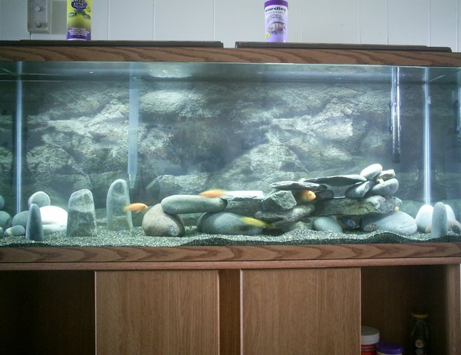 55 gallons freshwater fish tank (mostly fish and non-living decorations) - African Cichlid Tank. 3 Red Zebras, 1 Red Top Ice Blue, 2 Black Tanzanians, 1 Red Empress, 4 Yellow Labidos, 3 Convicts, 1 Venustus Peacock, 2 Blue Peacocks, 1 Bumblebee, 2 OB Peacocks