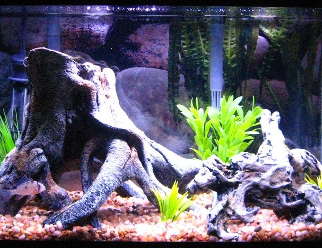 10 gallons freshwater fish tank (mostly fish and non-living decorations) - 10 gallon tank