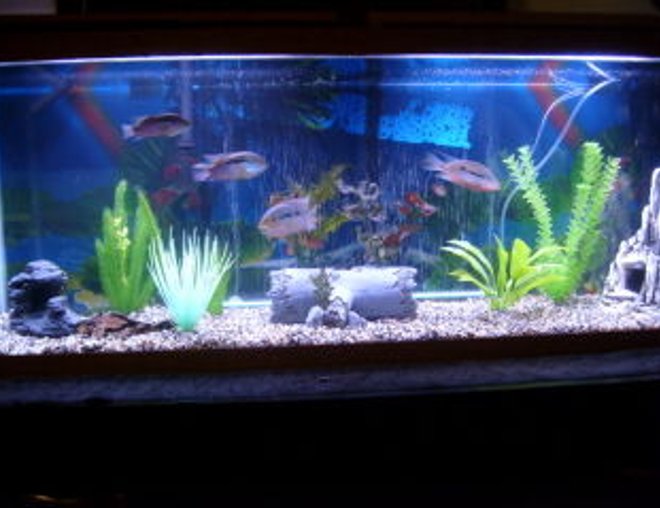 55 gallons freshwater fish tank (mostly fish and non-living decorations) - 55 Gal South American Cichlid Setup