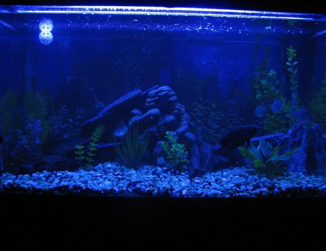 60 gallons freshwater fish tank (mostly fish and non-living decorations) - ***New Night Lamp Project!!!***My 60 gallon tank. Home to 1 Red Oscar(Rosie), 1 Gold Severum(Brian), 1 Convict(Fifi) and 3 Silver Dollars(Clay, Jax and Obie-SoA)