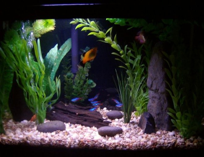 10 gallons freshwater fish tank (mostly fish and non-living decorations) - rerearangement