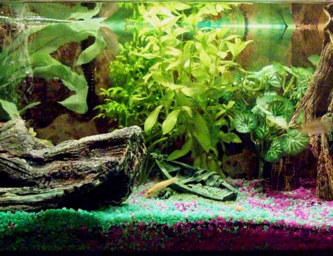 10 gallons freshwater fish tank (mostly fish and non-living decorations) - 10 gallon tank, 4 barbs, 1 gurami and 1 golden algae eater