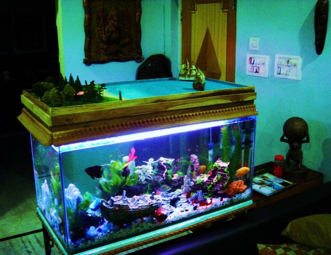 43 gallons freshwater fish tank (mostly fish and non-living decorations) - A world within a World :)