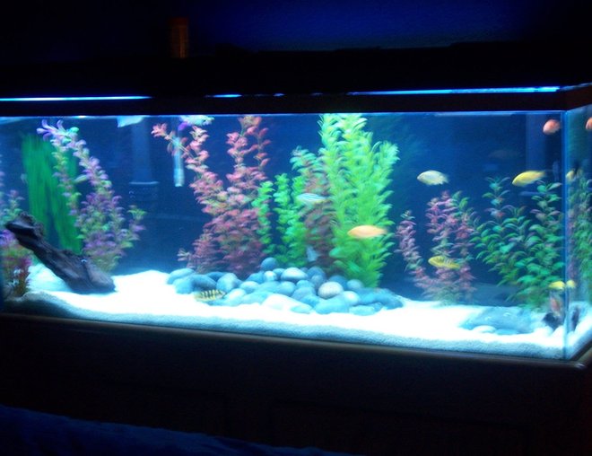 55 gallons freshwater fish tank (mostly fish and non-living decorations) - re-did my tank