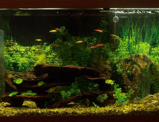 55 gallons freshwater fish tank (mostly fish and non-living decorations) - 55g Community Aquarium