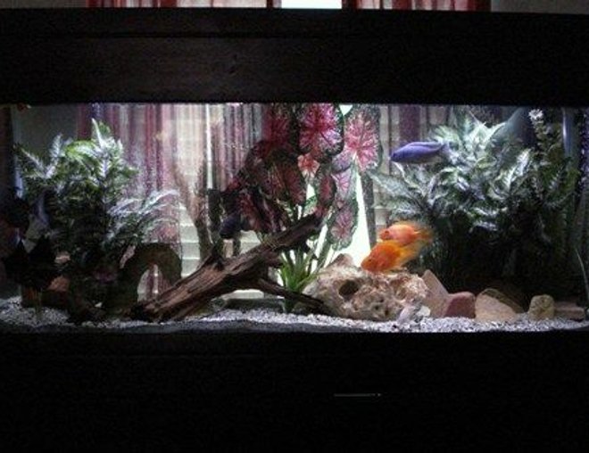 55 gallons freshwater fish tank (mostly fish and non-living decorations) - My tank
