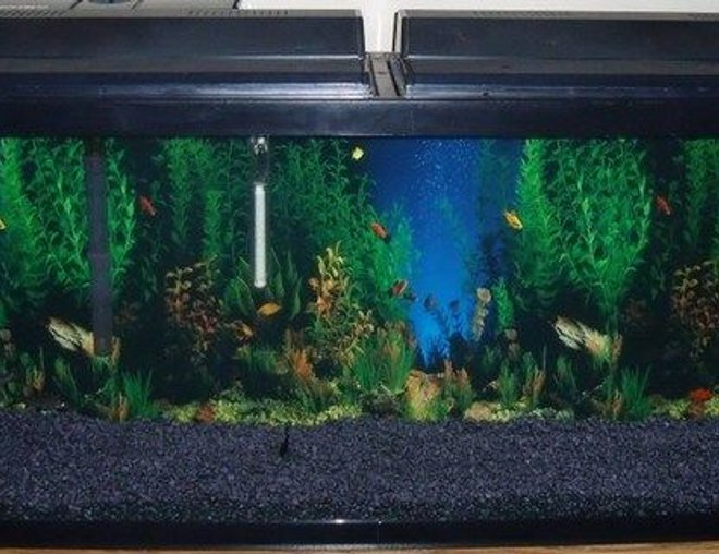 55 gallons freshwater fish tank (mostly fish and non-living decorations) - New 55 gallon set-up. Changed out blue gravel for black gravel and added a new background.Buying plants and driftwood next week.