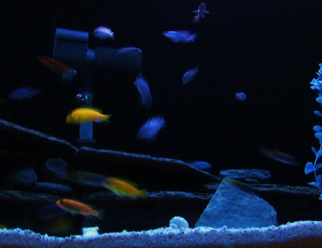 55 gallons freshwater fish tank (mostly fish and non-living decorations) - 55 gallon tank