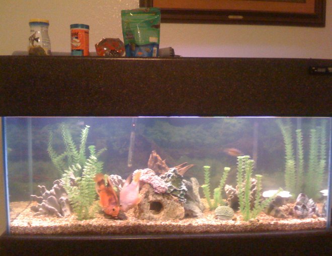 75 gallons freshwater fish tank (mostly fish and non-living decorations) - My 75