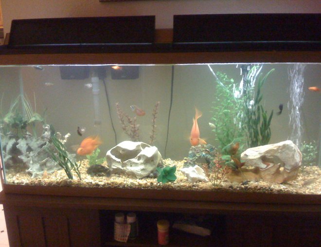 75 gallons freshwater fish tank (mostly fish and non-living decorations) - This is one of my 55 gallons.