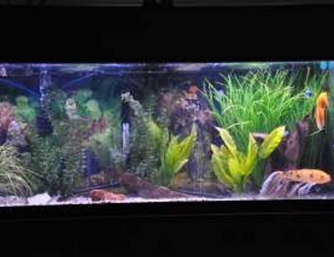 75 gallons freshwater fish tank (mostly fish and non-living decorations) - 75 Community with gouramis, danio, columbian sharks, koi and a tri fin, gold nugget and others