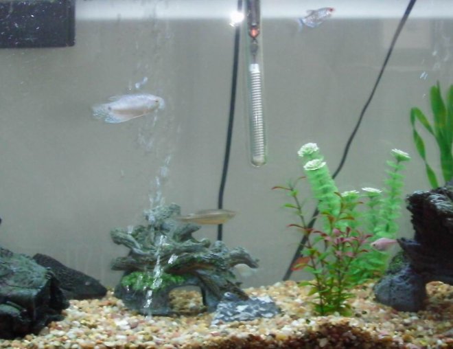55 gallons freshwater fish tank (mostly fish and non-living decorations) - my first tank