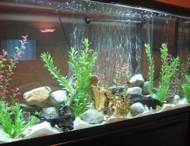 60 gallons freshwater fish tank (mostly fish and non-living decorations) - New 60 gallon mixed african cichlid tank . I'm running a fluval 303 canister. I have some driftwood and some large rocks from backyard, small hand polished rocks spread around the tank, fake plants and 3 1/2 bags of aragonite sand. Please tell me what you think and if you have suggestions to make better.
Thanx