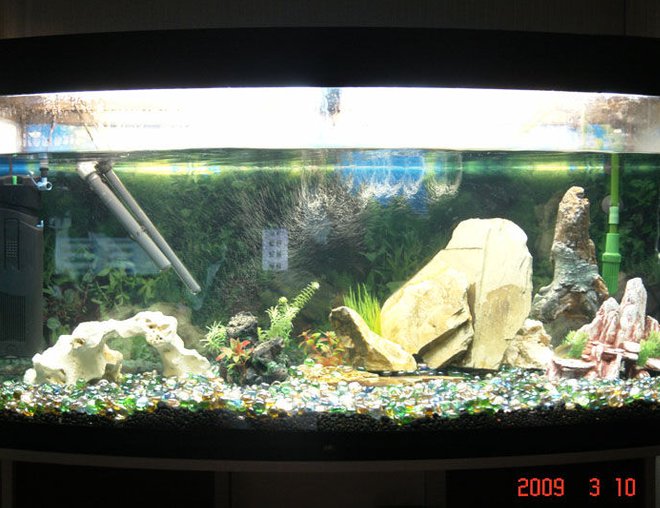 55 gallons freshwater fish tank (mostly fish and non-living decorations) - vision tropical tank