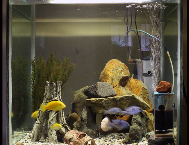 freshwater fish tank (mostly fish and non-living decorations) - 4 x electric yellow, 4 x dolphins, 3 x convicts and 2 plecos.