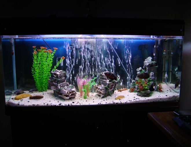 75 gallons freshwater fish tank (mostly fish and non-living decorations) - A Nice Pic of my 75Gal Aquarium