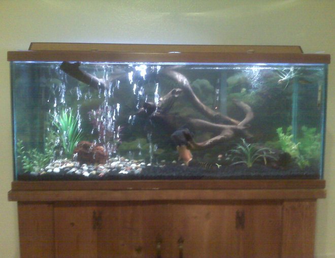 75 gallons freshwater fish tank (mostly fish and non-living decorations) - Bad camera phone picture, hope to upload better picture soon.