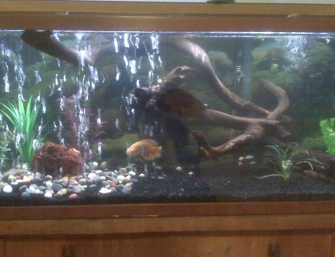 75 gallons freshwater fish tank (mostly fish and non-living decorations) - another shot