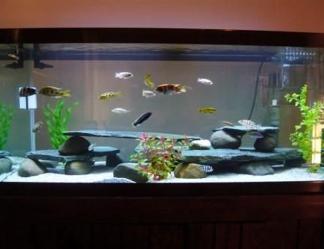 75 gallons freshwater fish tank (mostly fish and non-living decorations) - 75gal Cichlid Tank