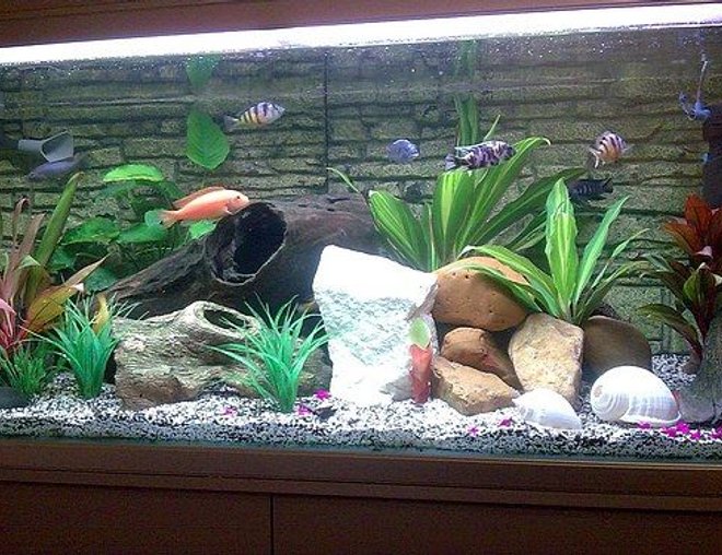 75 gallons freshwater fish tank (mostly fish and non-living decorations) - This is a updated photo of my Cichlid tank

Please feel free to leave comments