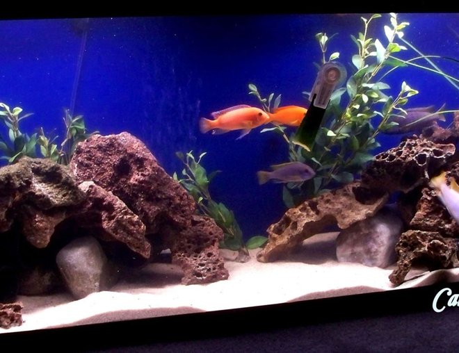 55 gallons freshwater fish tank (mostly fish and non-living decorations) - 55 Gallon Lake Malawi Mbuna Set-up.  This is my favorite tank to watch! Rocks are Lava Rock, and a couple big river rocks underneath for stability. I have black PVC  “caves” under all the rocks and two pieces hanging at the back corners as hideouts for females. There are also a couple fake plants for color. Substrate is play sand.  I add an African Cichlid buffer with each water change to keep the pH at a steady 8.2.  Fish are: Electric Yellow Labs (Labidochromis Caeruleus), Red Zebras (Metriaclima Estherae), Pseudotropheus Yellow Tail Acei, Ice Blue (Metriaclima Greshakei), Labidochromis Hongi, and a Rainbow Shark.  African Mbuna will thrive and be happy with the right set-up: a high pH, a lot of rocks and caves and all fish at similar aggression levels.  When they are happy they do not hide, they are constantly busy and will spawn all the time.