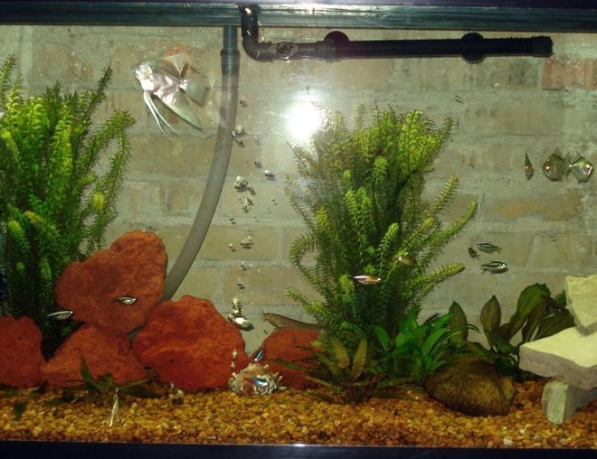 60 gallons freshwater fish tank (mostly fish and non-living decorations) - My Community Tank, 60 gallon, ENJOY!