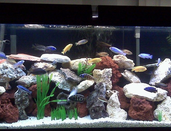 55 gallons freshwater fish tank (mostly fish and non-living decorations) - my new look