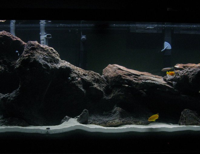 75 gallons freshwater fish tank (mostly fish and non-living decorations) - This is my first African Cichlid tank. The fish are lake Malawi  species with the exception of 2 Bushy Nose Plecs.  I used  about 150 lbs. of lace rock for all the caves  and  120 Ibs. of Aragonite substrate.  Photo taken about a month after setup.
