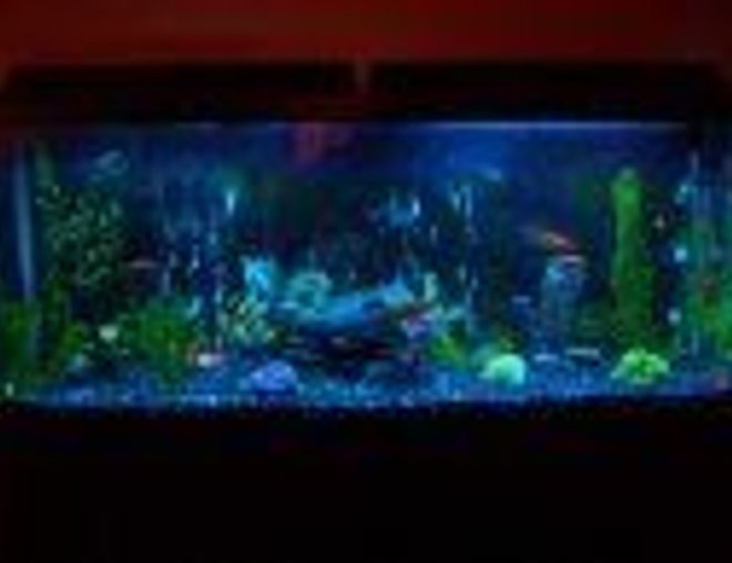 55 gallons freshwater fish tank (mostly fish and non-living decorations) - Fresh water, multiple fish types, artificial decorations
