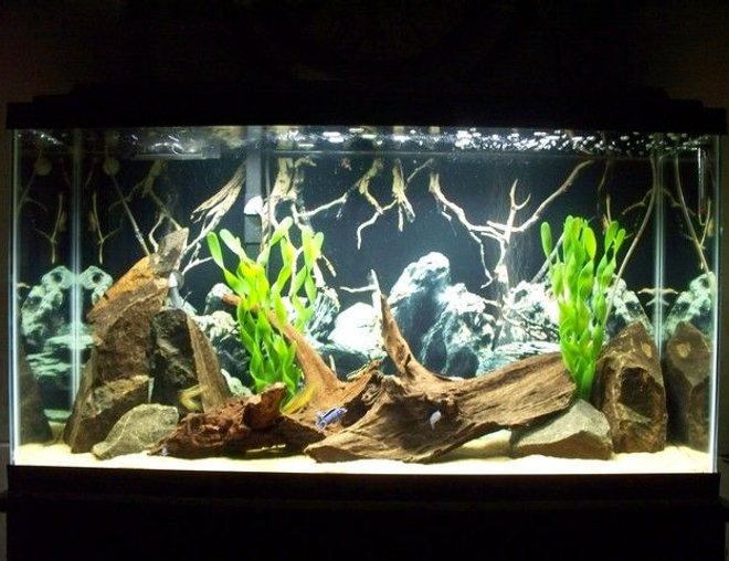 freshwater fish tank (mostly fish and non-living decorations) - My 38 gal. tank with Demasoni cichlids, Bumblebee krabro cichlids, and Red Zebra cichlids. Basalt rocks, real driftwood and fake plants. Silica sand substrate, sponge filter and penguin bio wheel filtration.