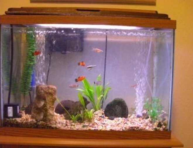 20 gallons freshwater fish tank (mostly fish and non-living decorations) - My tank