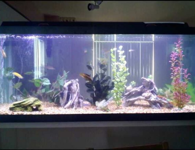 75 gallons freshwater fish tank (mostly fish and non-living decorations) - Freshwater on bar between dining room and kitchen.
