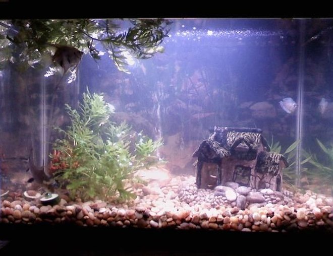 20 gallons freshwater fish tank (mostly fish and non-living decorations) - It's hard to see the fish, the ornament hiding behind the bush, the rock in the center of the tank, and the bush hiding behind the house trying to get bigger but they're there. I'm trying to find the perfect plant to put next the house to mimic a bush or tree but still haven't found one I want.