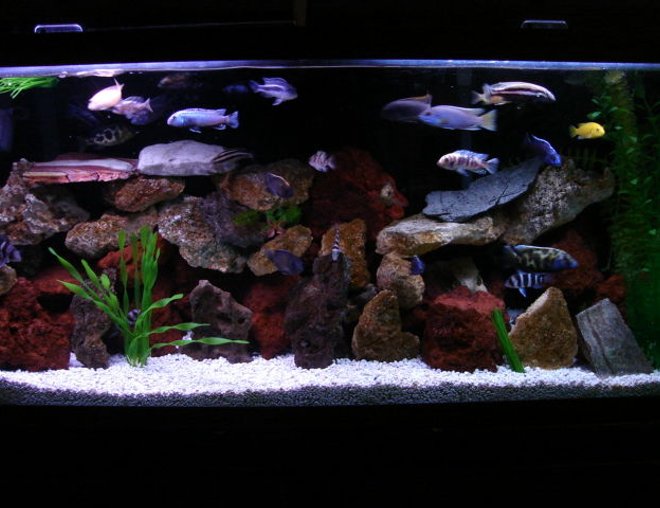 55 gallons freshwater fish tank (mostly fish and non-living decorations) - DIFFERENT LOOK