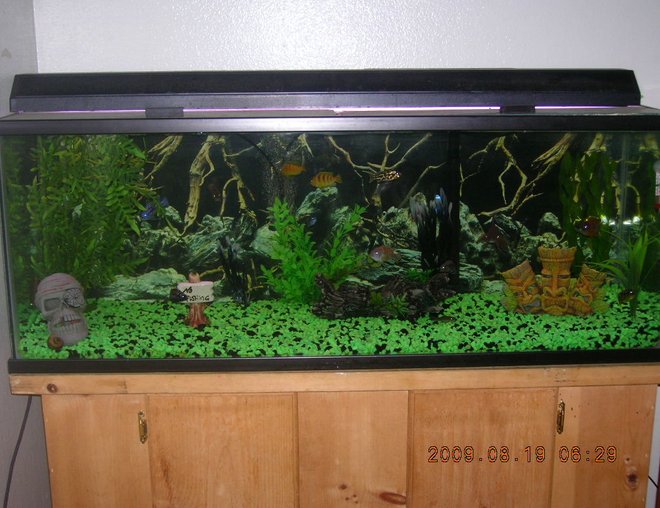 60 gallons freshwater fish tank (mostly fish and non-living decorations) - My pride and joy