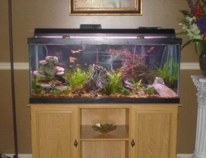 75 gallons freshwater fish tank (mostly fish and non-living decorations) - 75 gall. freshwater
