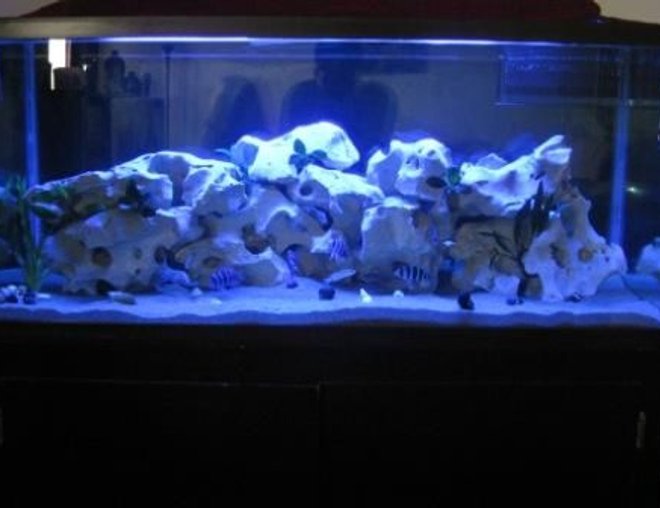75 gallons freshwater fish tank (mostly fish and non-living decorations) - Moon Lighting