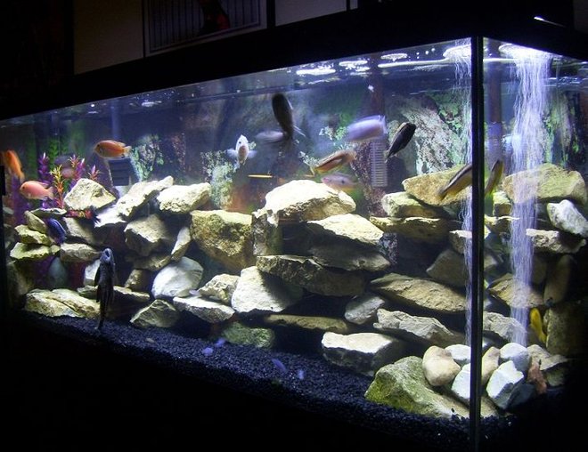 55 gallons freshwater fish tank (mostly fish and non-living decorations) - My 55 gallon Cichlid tank.